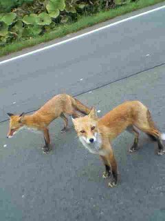 KitaKitsune.jpg 240��320 15K